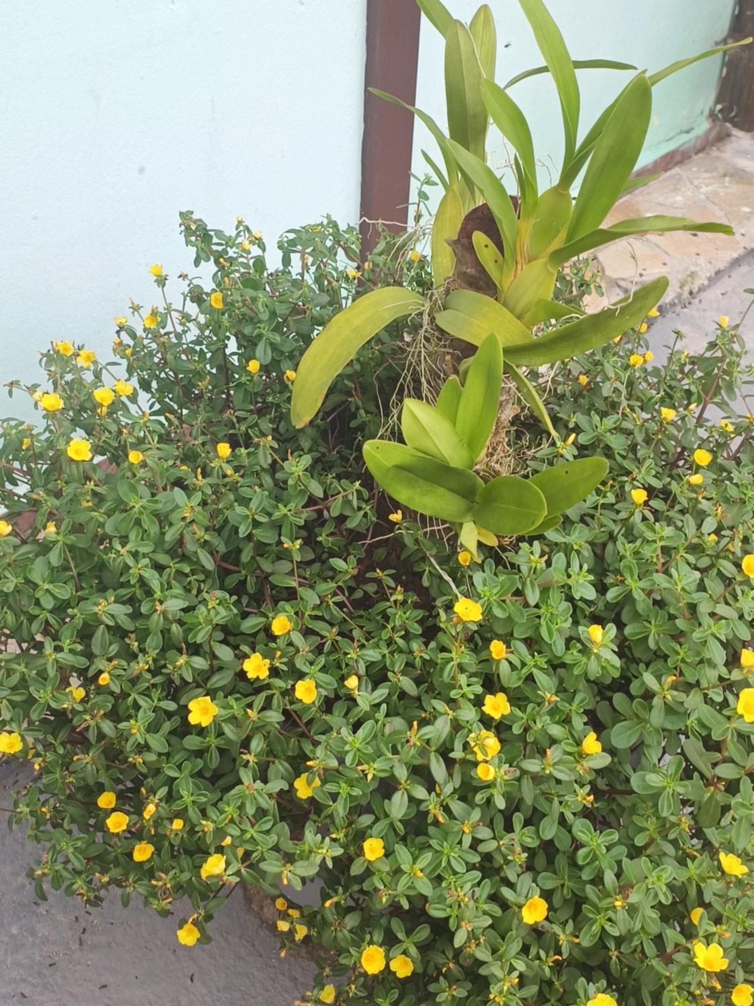 Pousada Nova Primavera Ubatuba Eksteriør bilde