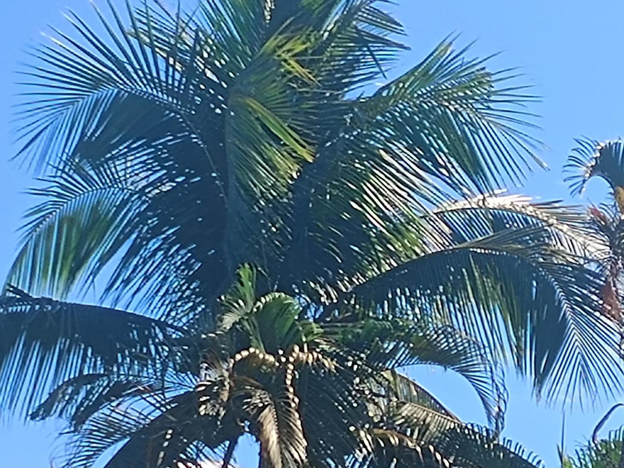Pousada Nova Primavera Ubatuba Eksteriør bilde